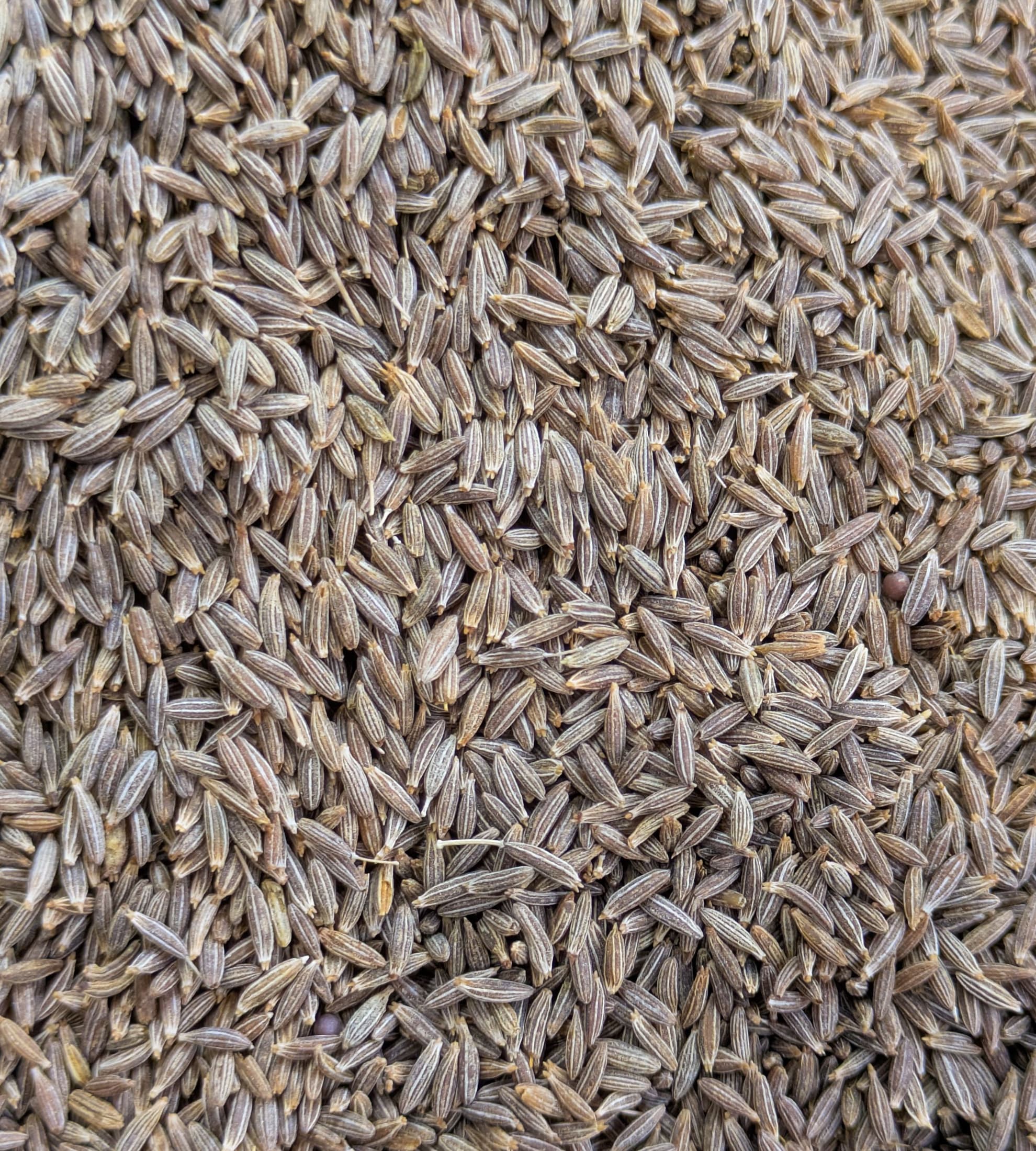 Cumin Seeds