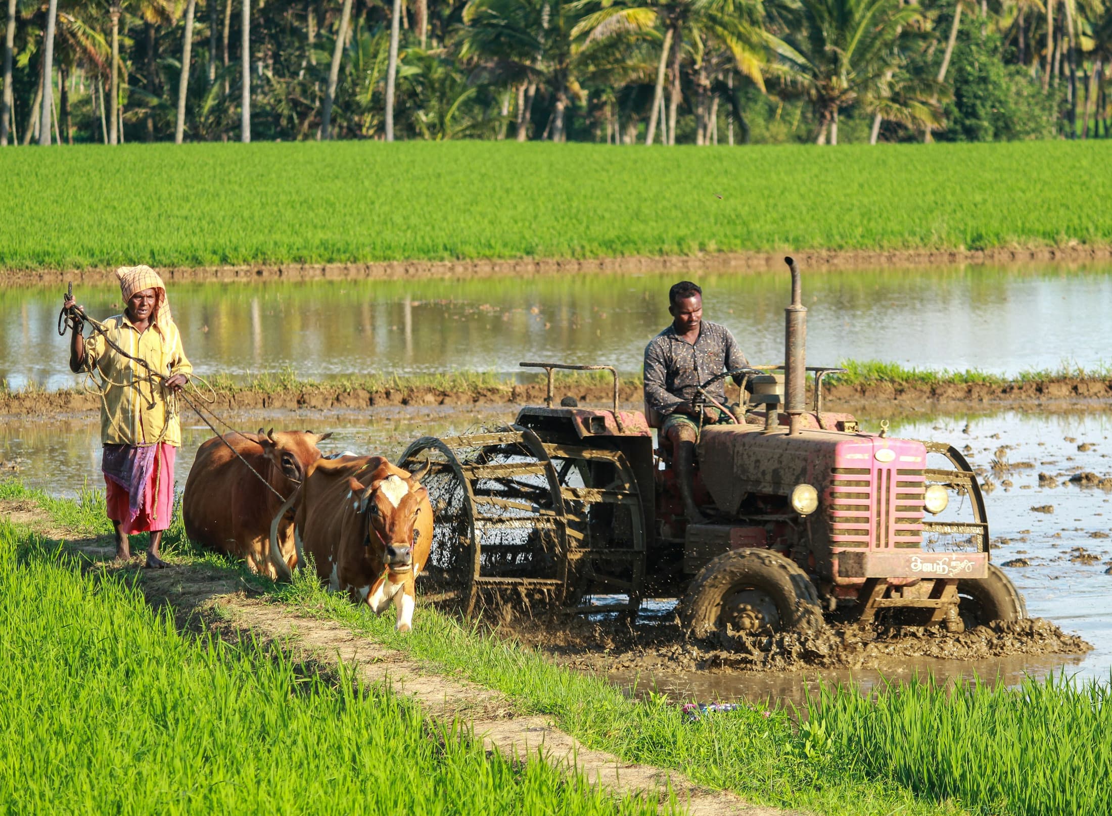 Farmers working a green field in India
